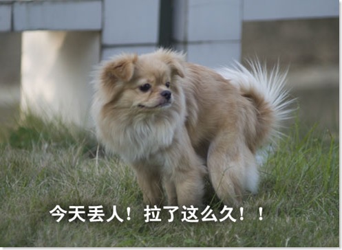 贝塔大便